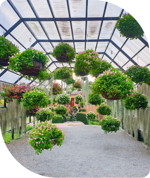 A greenhouse with plants